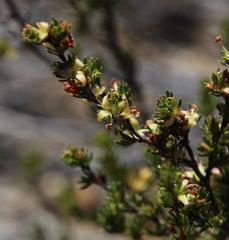 Cliffortia teretifolia