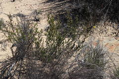 Cliffortia teretifolia