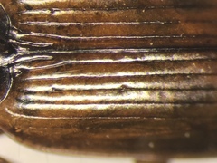 Agonum palustre