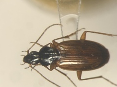 Agonum palustre