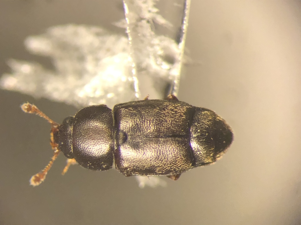 Carpophilus brachypterus