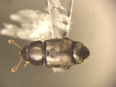 Carpophilus brachypterus