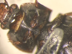 Carpophilus brachypterus