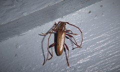 Eburida quadriguttata