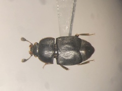 Caplothorax sayi