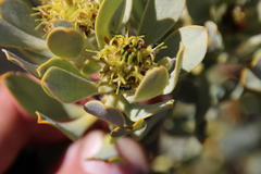 Leucadendron loranthifolium