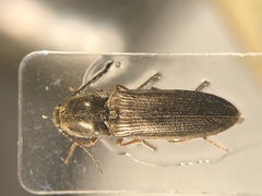 Gambrinus confusus