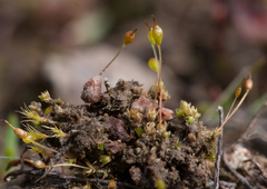 Entosthodon californicus
