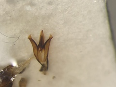 Agriotes quebecensis