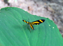 Uranophora alterata