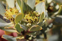 Leucadendron loranthifolium