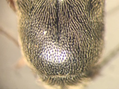 Agriotes quebecensis