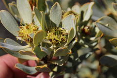 Leucadendron loranthifolium