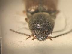 Agriotes quebecensis