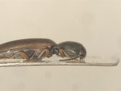 Agriotes quebecensis