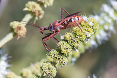 Rhynocoris erythropus
