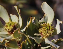 Leucadendron loranthifolium