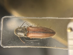 Agriotes quebecensis