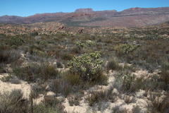 Leucadendron loranthifolium