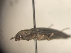 Actenicerus cuprascens