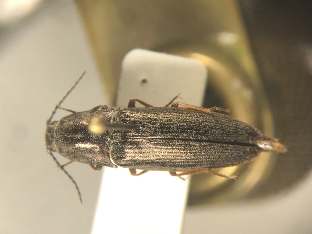Hairy Click Beetle
