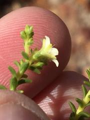 Diosma recurva