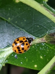 Harmonia axyridis