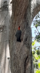 Melanerpes aurifrons