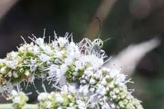 Chlorophorus varius