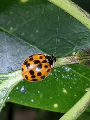 Harmonia axyridis
