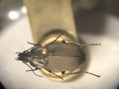 Chlaenius tomentosus