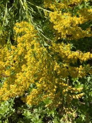 Solidago