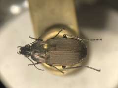 Chlaenius tomentosus