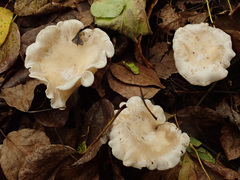 Clitocybe phyllophila