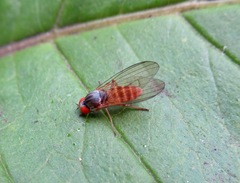 Agathomyia falleni
