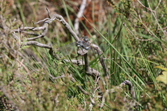 Leucorrhinia albifrons