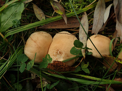 Hebeloma odoratissimum