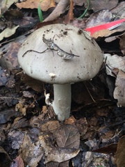 Amanita arocheae