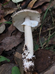 Amanita arocheae
