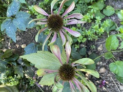 Echinacea
