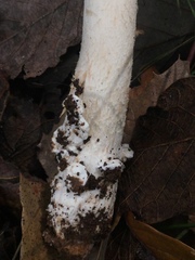 Amanita arocheae