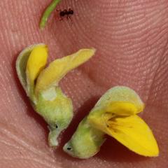 Aspalathus burchelliana