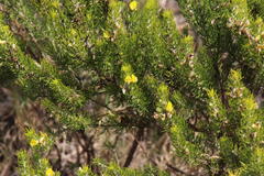 Aspalathus burchelliana