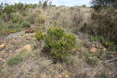 Aspalathus burchelliana