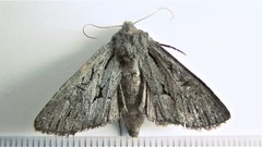 Fishia yosemitae