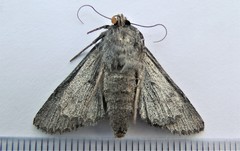 Fishia yosemitae