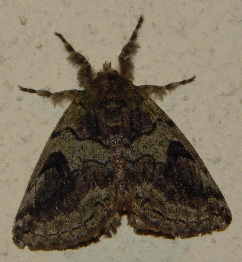 Aroa difficilis