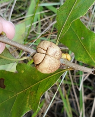 Striatoandricus aciculatus