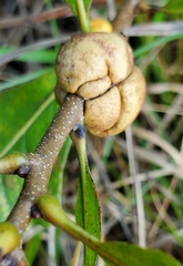 Striatoandricus aciculatus