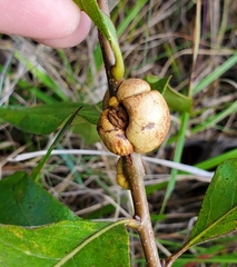 Striatoandricus aciculatus